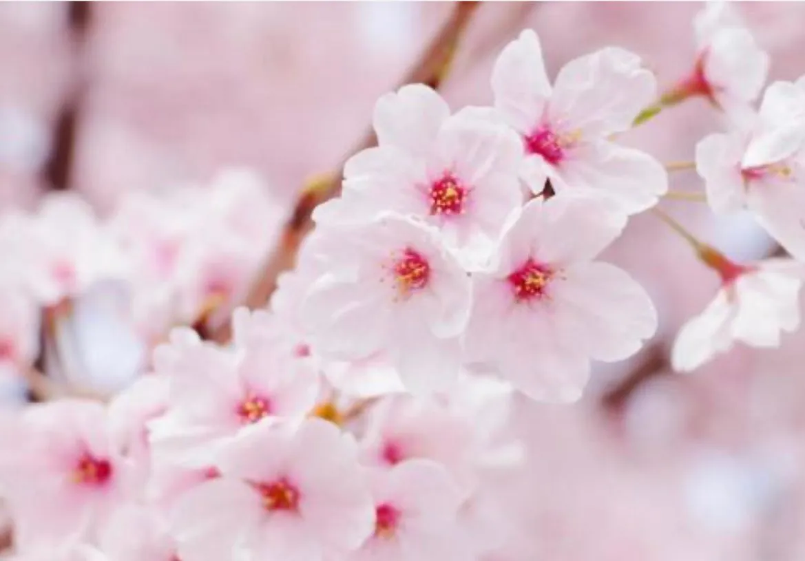 桜も開花してきてポカポカの陽気☀️