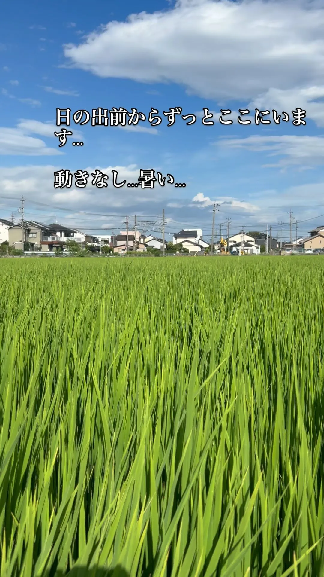 長閑な場所🌾